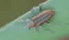 Donacia vulgaris